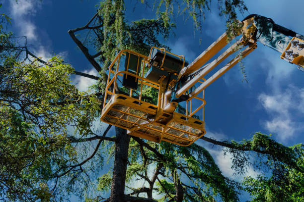 Reliable Cold Spring, NY Tree Services Solutions